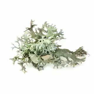 lichen extract lichen extract