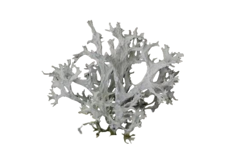 lichen extract lichen extract