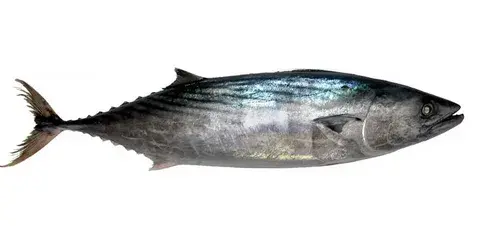 Bonito Elastin Peptide Bonito Elastin Peptide