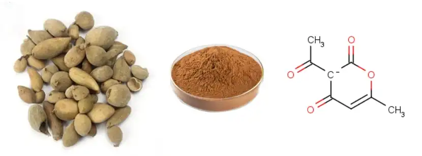 Galla Chinensis Extract Galla Chinensis Extract