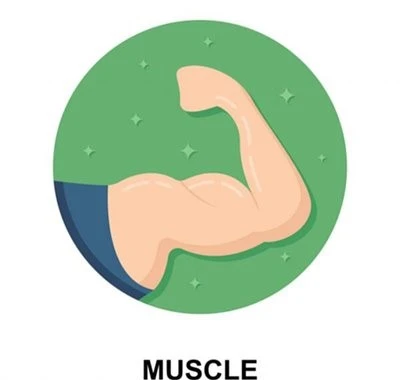 Muscle Mass and Strength Muscle Mass and Strength