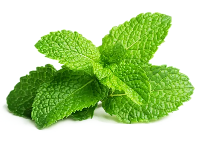 Peppermint Extract Powder Peppermint Extract Powder
