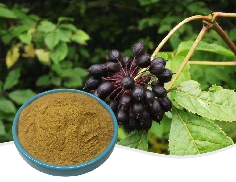 Siberian Ginseng Extract Siberian Ginseng Extract