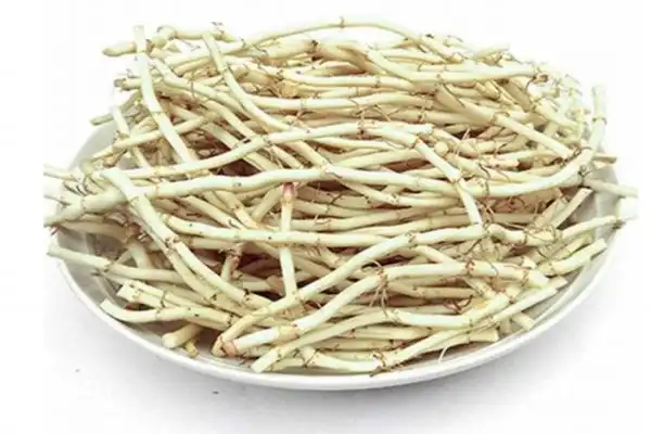 chameleon plant chameleon plant