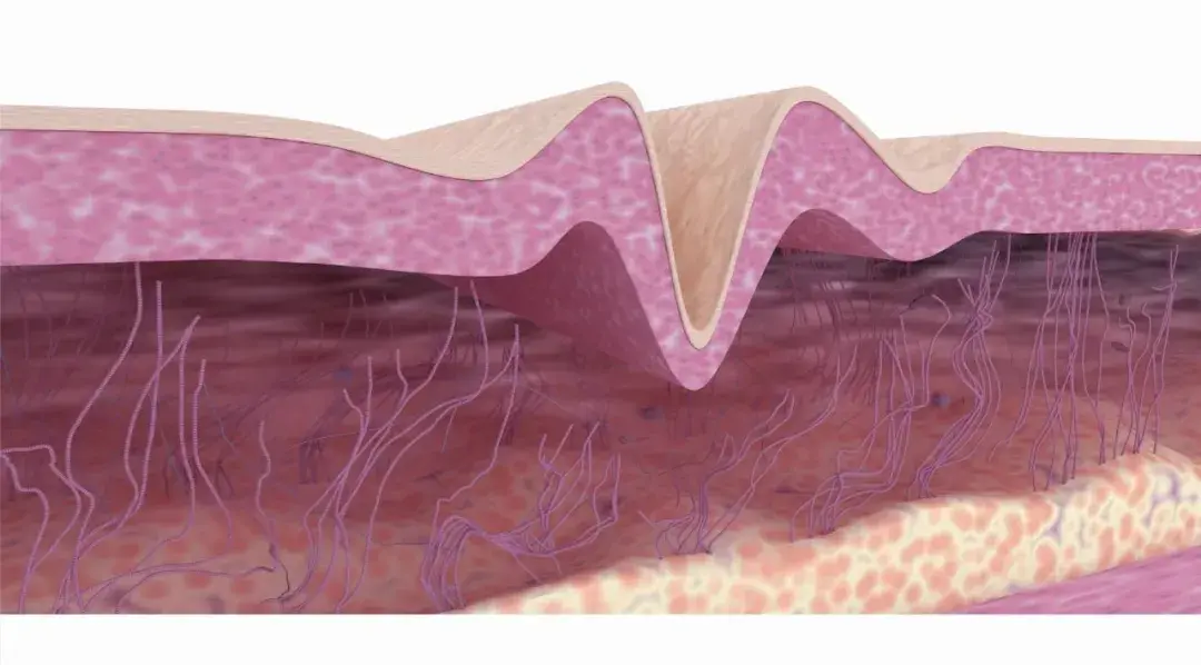 pro-xylane pro-xylane