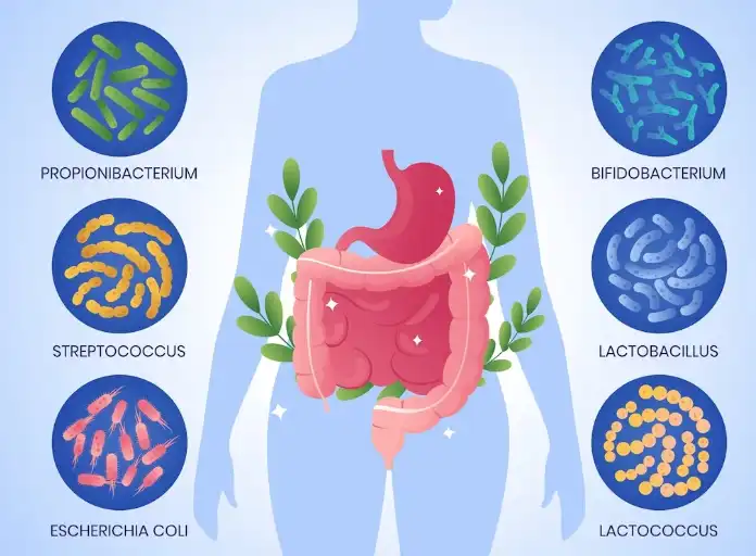 Digestive health Digestive health