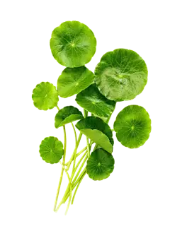 Gotu Kola Extract Powder Gotu Kola Extract Powder