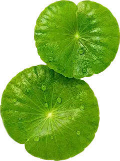 Gotu Kola Gotu Kola