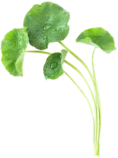 Gotu Kola Extract Powder Gotu Kola Extract Powder