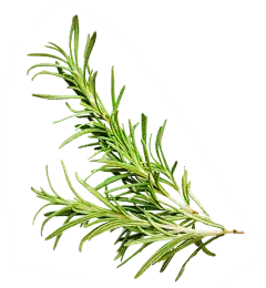 Rosmarinic Acid Powder Rosmarinic Acid Powder