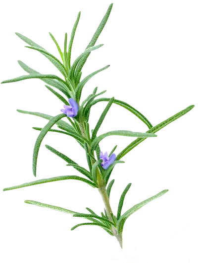 Rosmarinic Rosmarinic