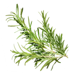 Rosmarinic Acid Powder Rosmarinic Acid Powder