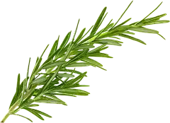 Rosmarinic Acid Powder Rosmarinic Acid Powder