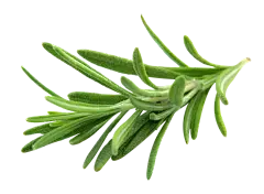 Rosmarinic Acid Powder Rosmarinic Acid Powder