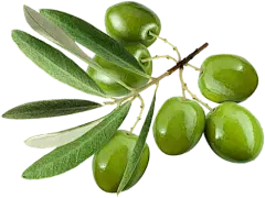 olive leaf extract powder olive leaf extract powder