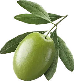 olive leaf extract powder olive leaf extract powder