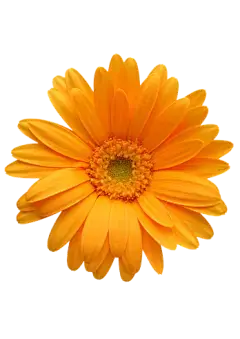 Chrysanthemum Extract Powder Chrysanthemum Extract Powder