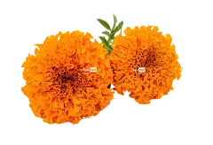 Pure Lutein Powder Pure Lutein Powder