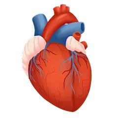 Cardiovascular health Cardiovascular health