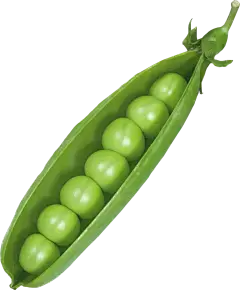 Pea Protein Powder Pea Protein Powder