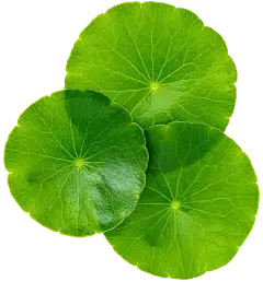 Gotu Kola Extract Powder Gotu Kola Extract Powder