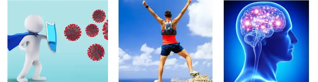 Siberian Ginseng Extract Siberian Ginseng Extract