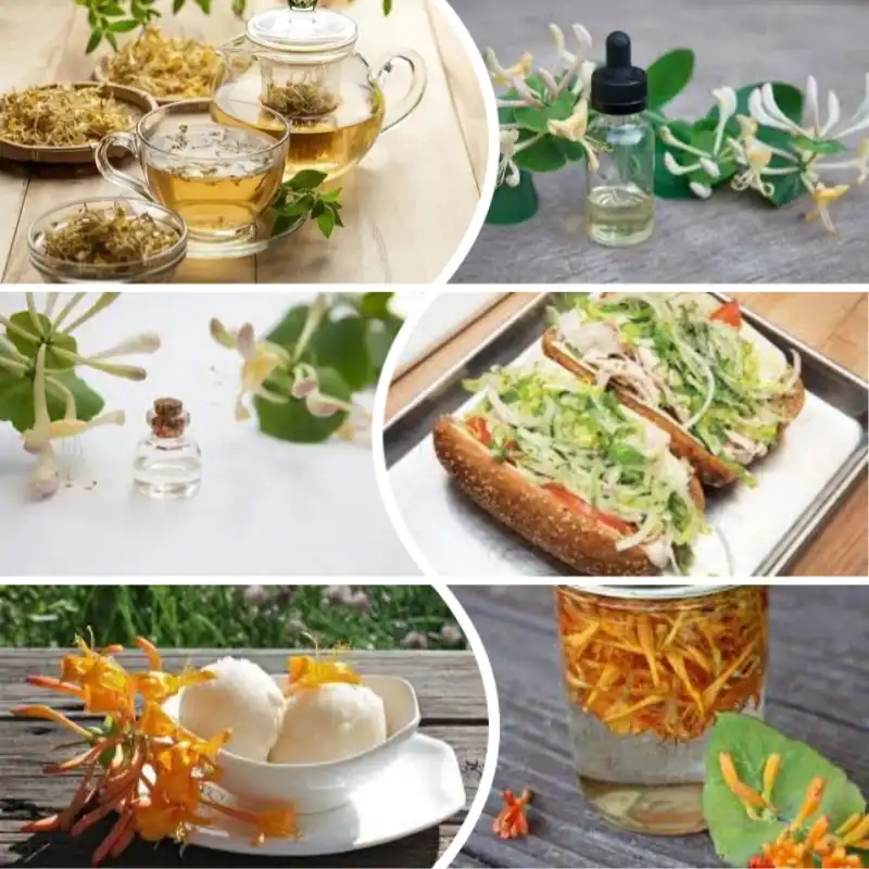 Honeysuckle Extract application Honeysuckle Extract application