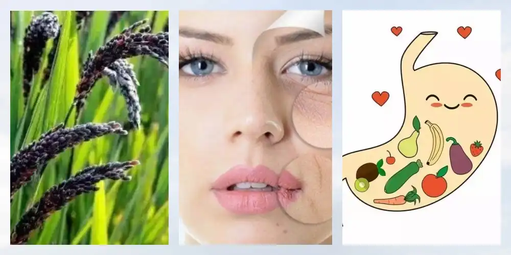 Black Rice Extract Black Rice Extract