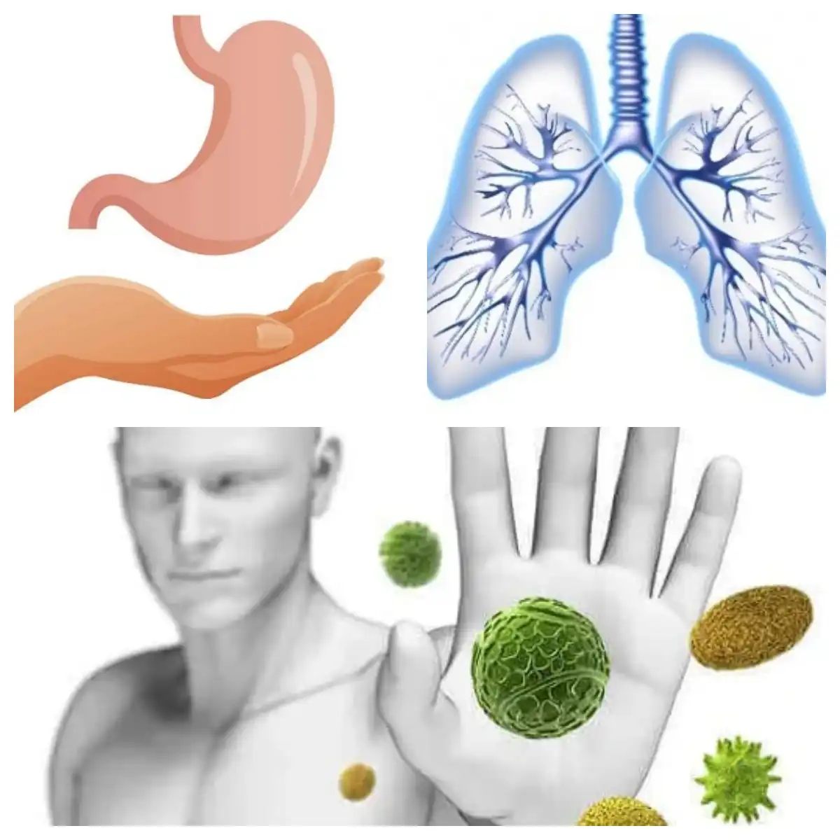 Houttuynia Cordata Extract
