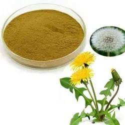 Dandelion Root Extract Powder Dandelion Root Extract Powder