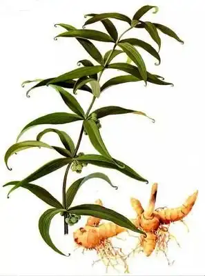 Polygonatum Officinale Rhizome Root Polygonatum Officinale Rhizome Root