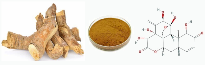 Tongkat Ali Extract Powder Tongkat Ali Extract Powder