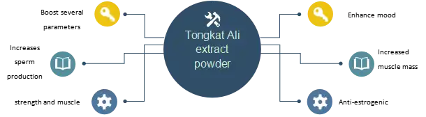 Tongkat Ali Extract Powder Tongkat Ali Extract Powder