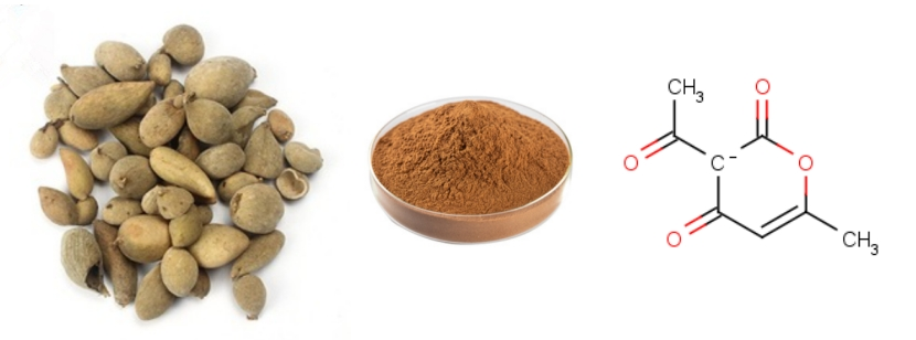 Galla Chinensis Extract Galla Chinensis Extract