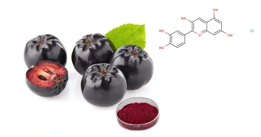 Aronia Extract Powder Aronia Extract Powder