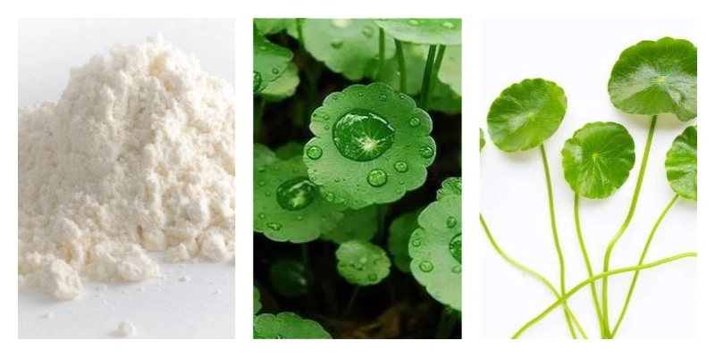 Gotu Kola Extract Powder Gotu Kola Extract Powder