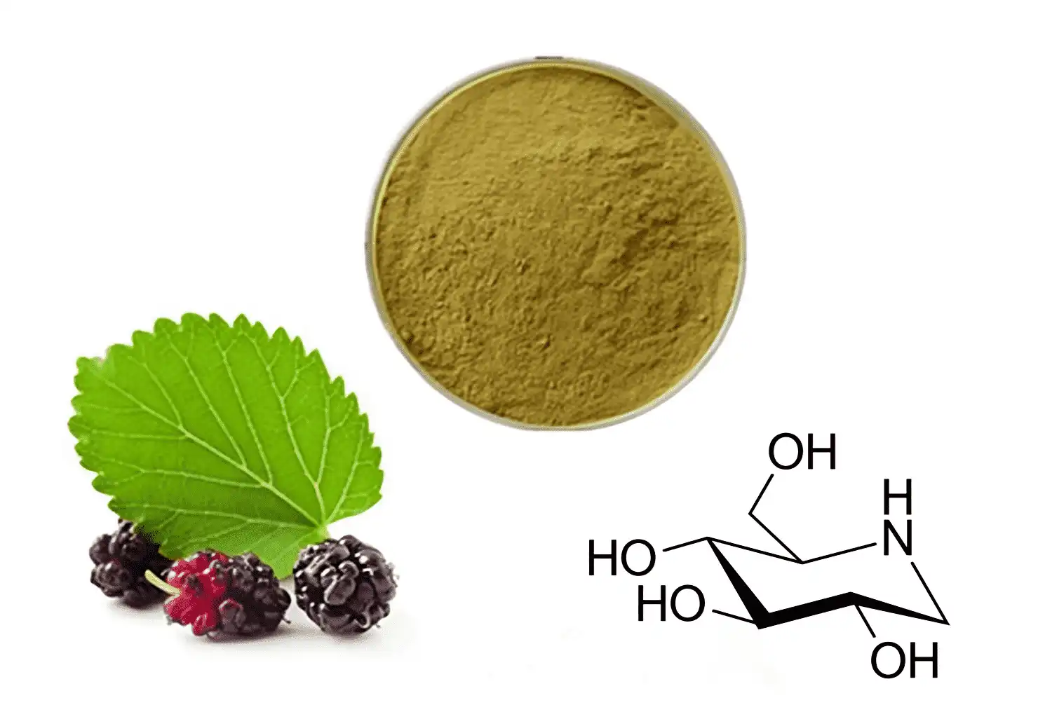 Mulberry Leaf Extract Powder Mulberry Leaf Extract Powder