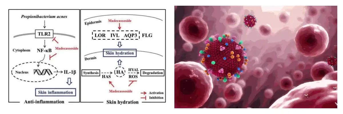 Gotu Kola Extract Function Gotu Kola Extract Function