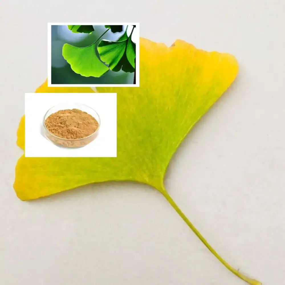 Ginkgo Biloba Extract Powder Ginkgo Biloba Extract Powder