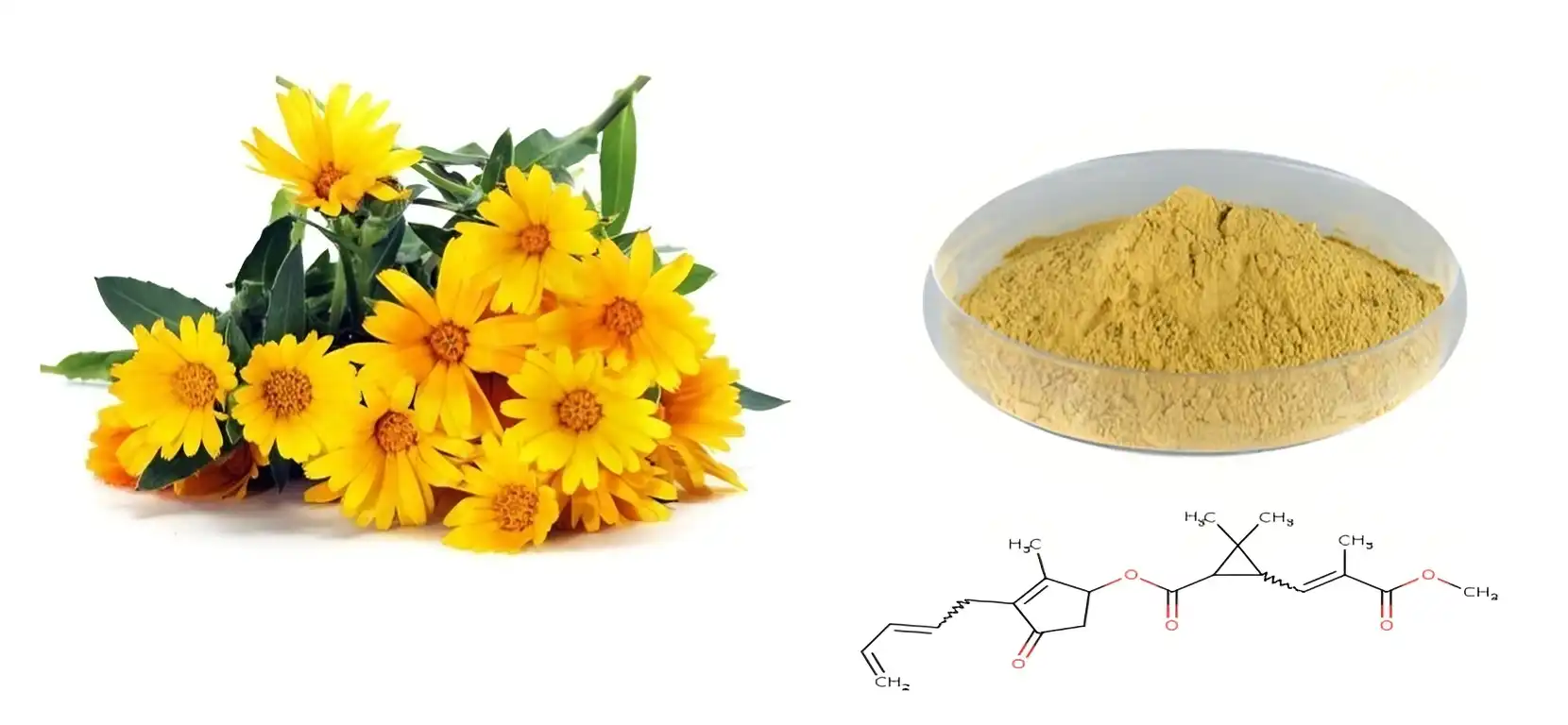 Chrysanthemum Extract Powder Chrysanthemum Extract Powder