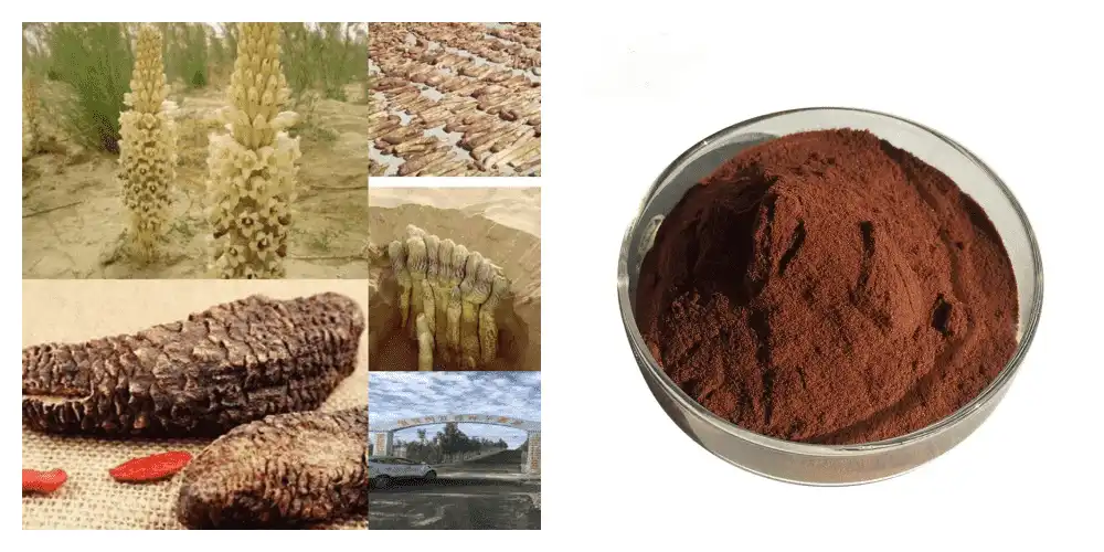 Cistanche Extract Cistanche Extract