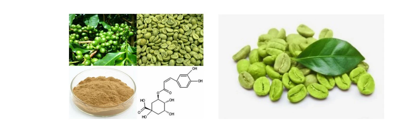 Green Coffee Bean Extract  Green Coffee Bean Extract