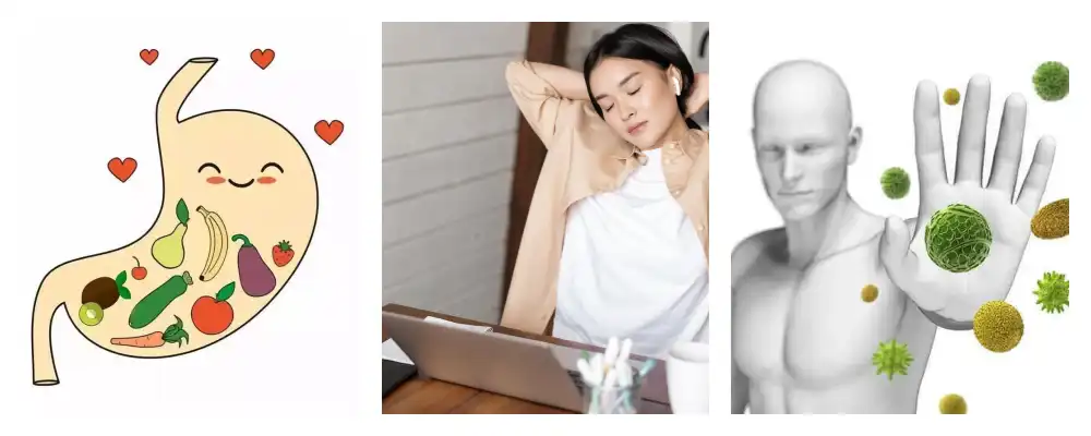 Semen Ziziphi Spinosae Extract Semen Ziziphi Spinosae Extract