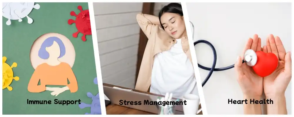 Maitake Mushroom Extract Maitake Mushroom Extract