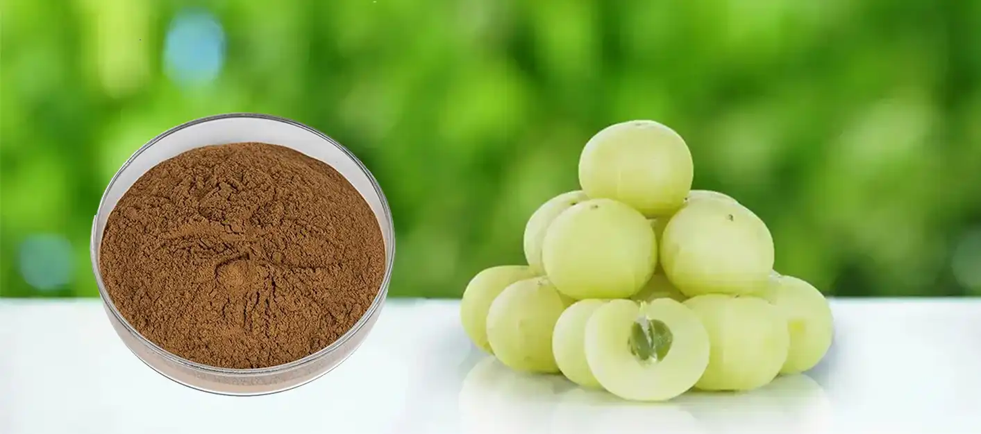 Phyllanthus Emblica Extract Phyllanthus Emblica Extract