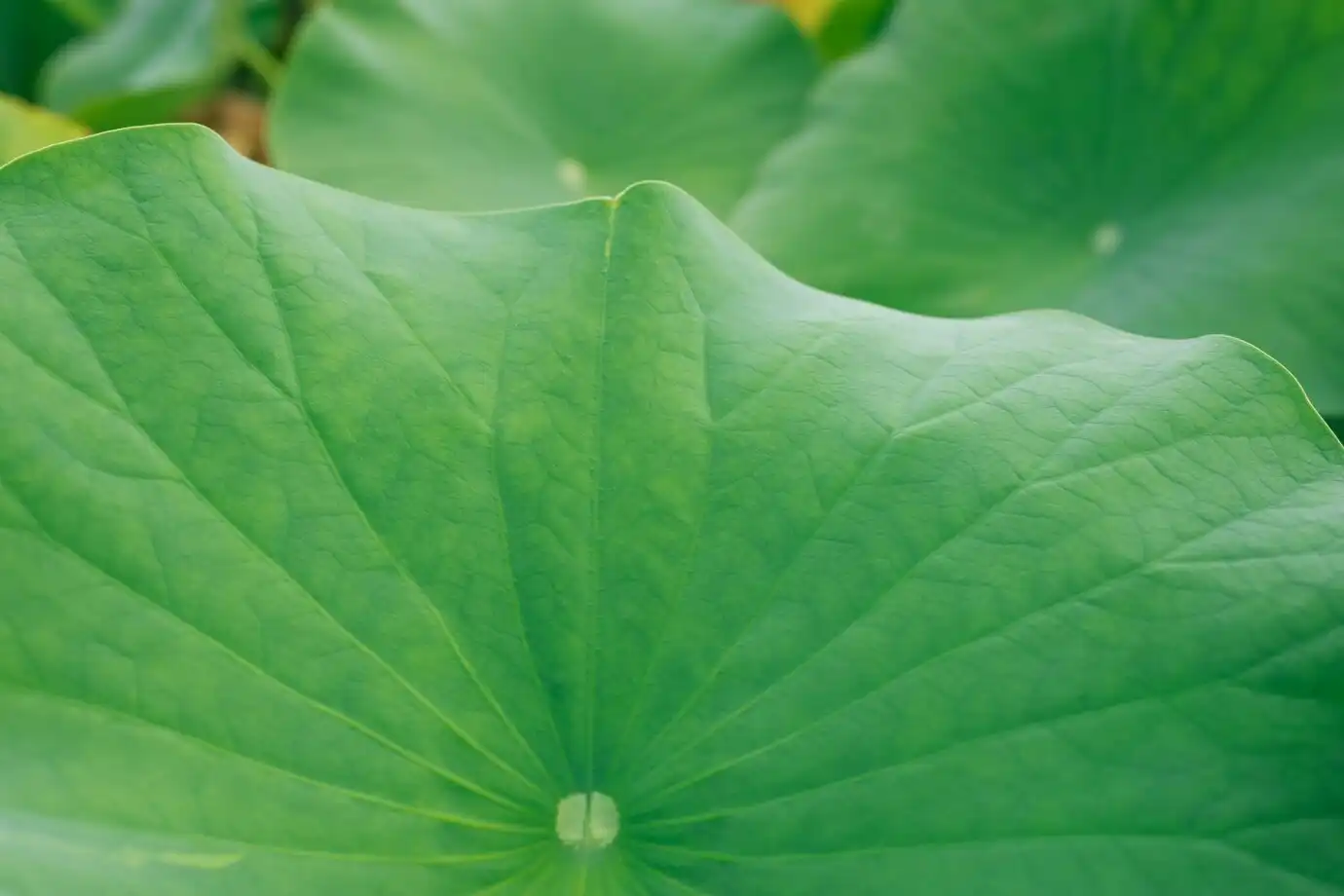 Lotus Leaf Lotus Leaf