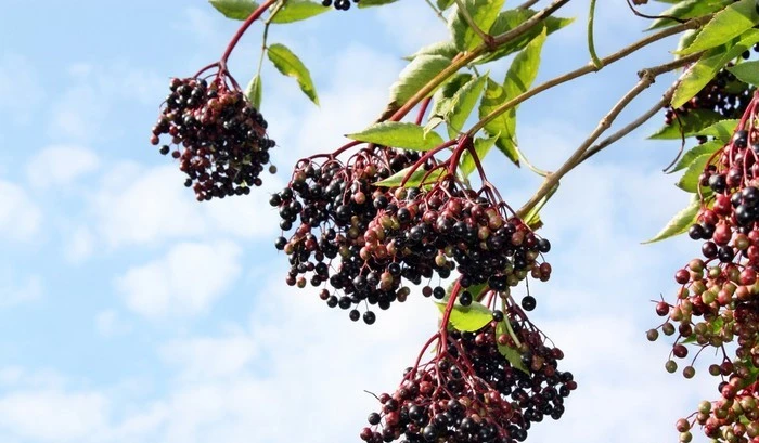 Elderberry Extract Powder Elderberry Extract Powder