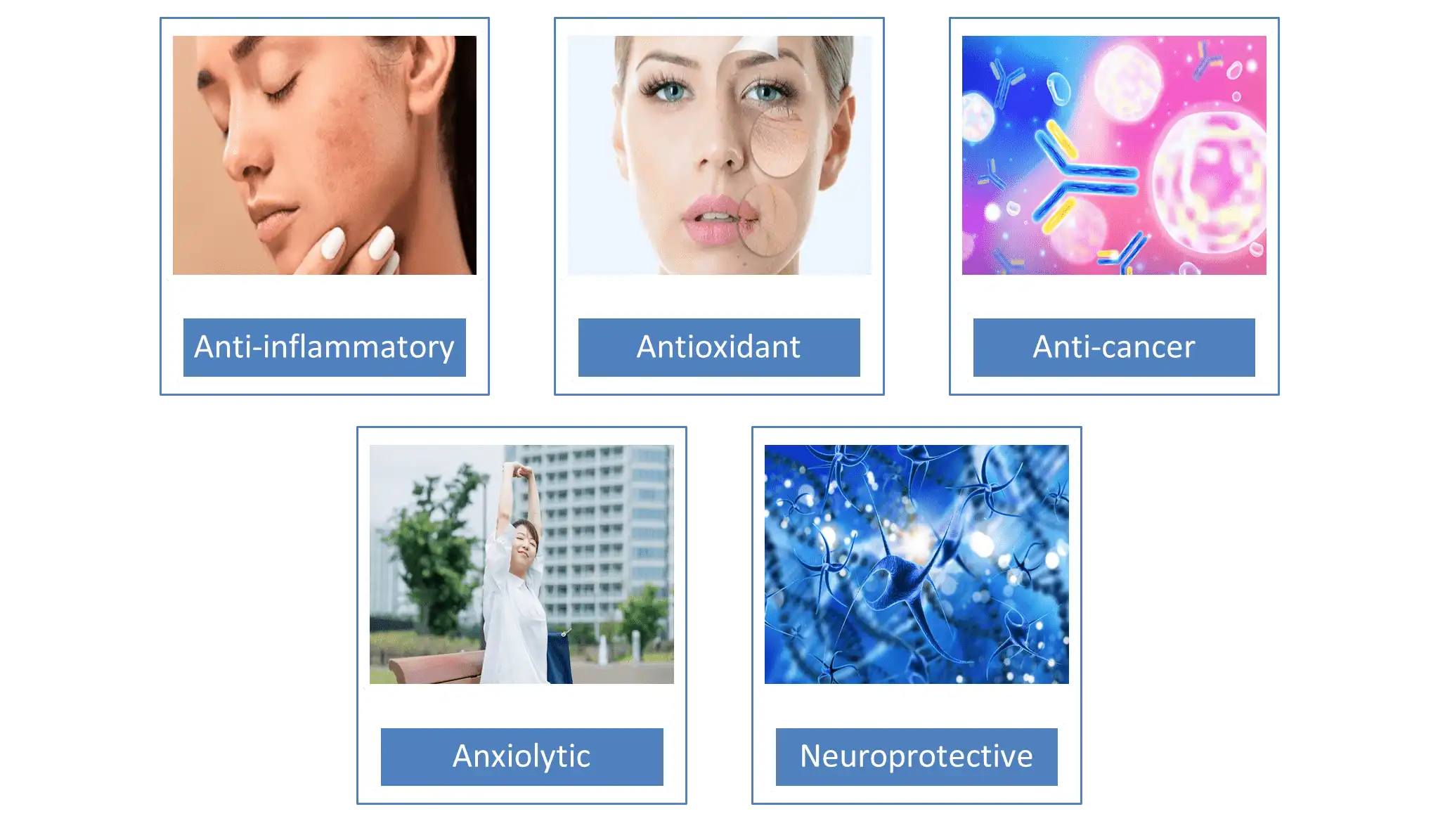 Magnolia Extract Powder Magnolia Extract Powder