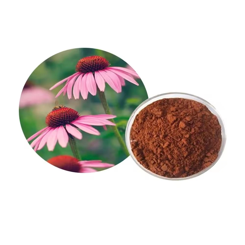 Echinacea Purpurea Extract Powder Echinacea Purpurea Extract Powder