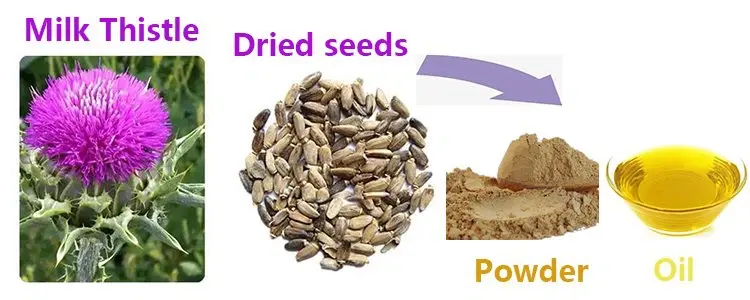 Silymarin Powder Silymarin Powder